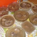 Kocsonya ( sertés) 